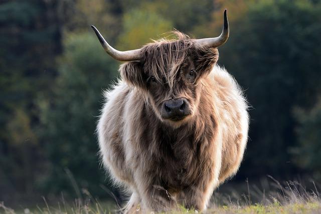 Co přinese novoluní v Býku: Návrat k přírodě a zemědělství.