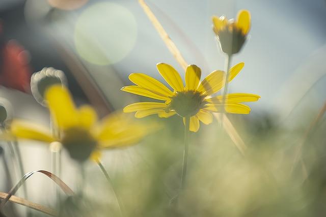 Jemná rovnováha: Jak využít sílu Sedny k posílení vašich vztahů